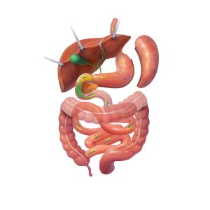 Gastric Sleeve Graphic